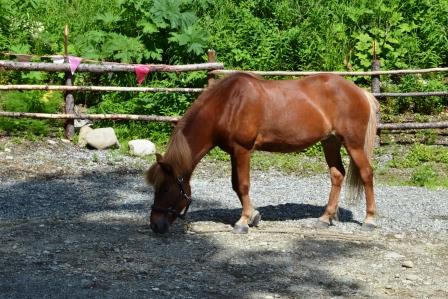 Raudi in the arena between agility sets